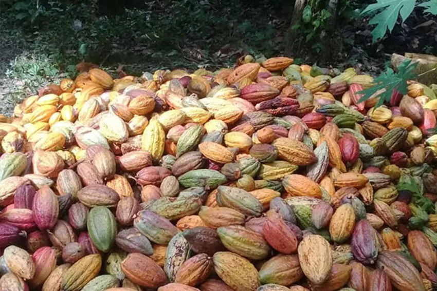 Cocecha de cacao