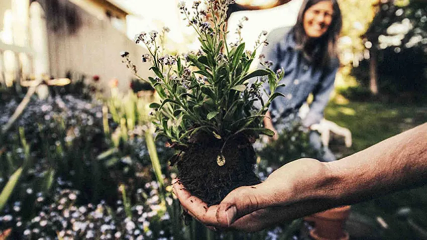 Mano sembrando una planta