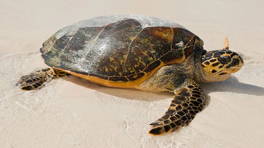 Tortuga Carey en playa de Cartagena