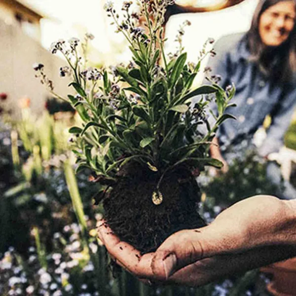 Mano sembrando una planta