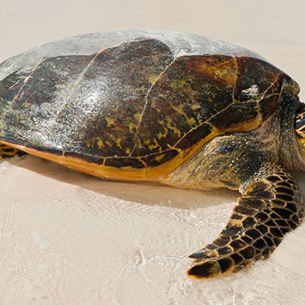 Tortuga Carey en playa de Cartagena